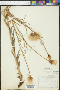 Tragopogon pratensis image