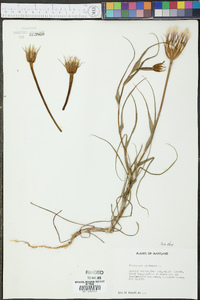 Tragopogon pratensis image