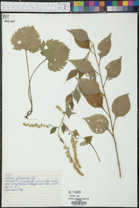 Solidago sphacelata image