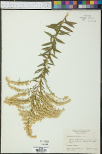 Solidago tortifolia image