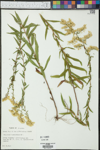 Solidago tortifolia image