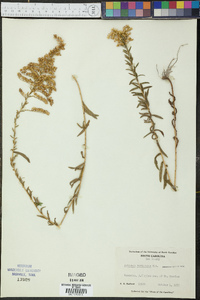 Solidago tortifolia image