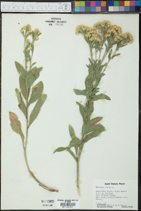 Solidago rigida image