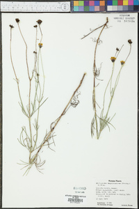 Thelesperma megapotamicum image