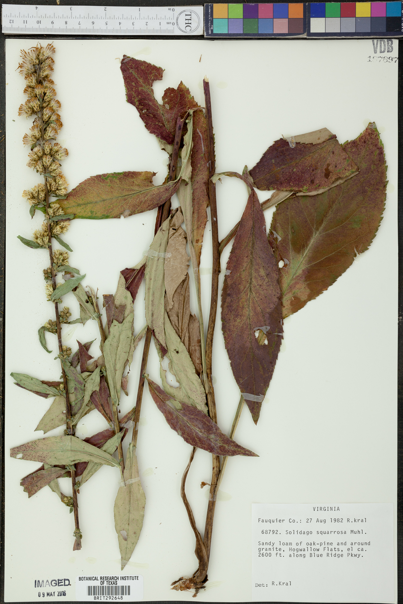 Solidago squarrosa image