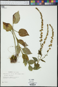 Solidago sphacelata image