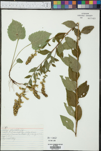 Solidago sphacelata image