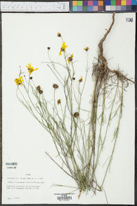 Thelesperma simplicifolium image