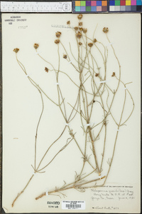 Thelesperma megapotamicum image