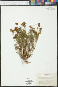 Thelesperma megapotamicum image