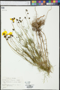 Thelesperma filifolium image