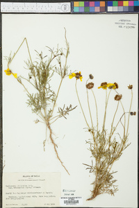 Thelesperma filifolium image