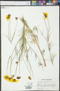 Thelesperma filifolium image