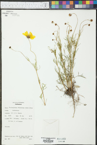 Thelesperma filifolium image