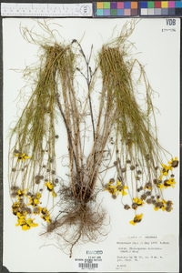 Thelesperma filifolium image