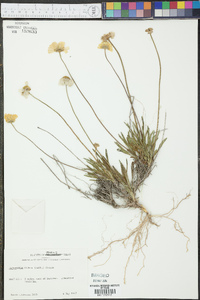 Tetraneuris scaposa var. scaposa image