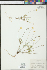 Tetraneuris linearifolia image