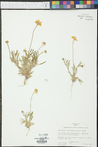 Tetraneuris linearifolia image