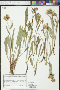 Stokesia laevis image