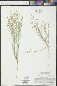 Stephanomeria exigua image