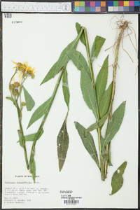 Verbesina helianthoides image