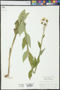 Verbesina helianthoides image