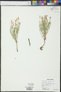 Stephanomeria runcinata image