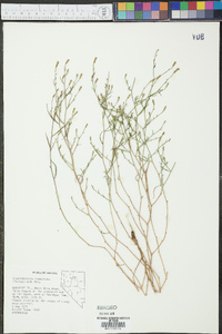 Stephanomeria tenuifolia image