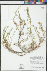 Sphaeromeria diversifolia image