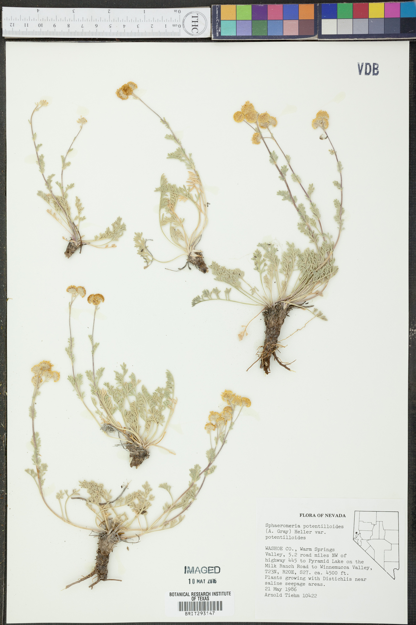 Sphaeromeria potentilloides var. potentilloides image