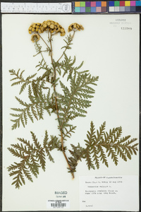 Tanacetum vulgare image