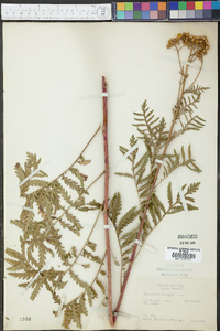 Tanacetum vulgare image