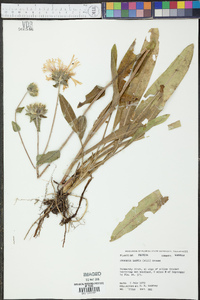 Stokesia laevis image