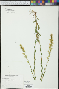 Solidago stricta image