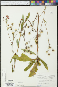 Vernonia acaulis image