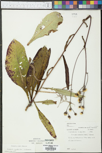 Vernonia acaulis image