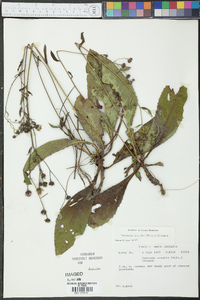 Vernonia acaulis image