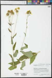 Verbesina oreophila image