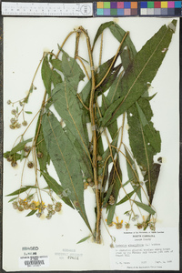 Verbesina alternifolia image