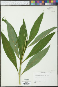 Verbesina alternifolia image