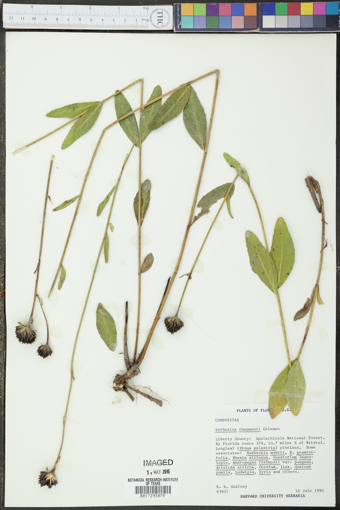 Verbesina chapmanii image