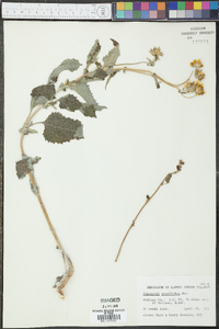 Verbesina encelioides subsp. encelioides image