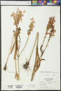 Physostegia virginiana subsp. praemorsa image