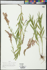 Physostegia virginiana image