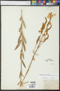 Physostegia virginiana subsp. praemorsa image