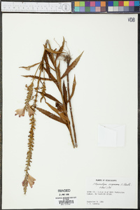 Physostegia virginiana image