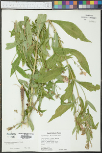 Physostegia virginiana subsp. virginiana image