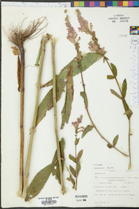 Physostegia virginiana image