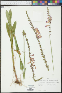 Physostegia intermedia image