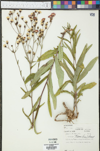 Vernonia texana image